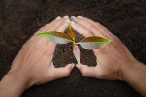 la mano protege las plántulas que están creciendo, el medio ambiente día de la tierra en manos de árboles que crecen plántulas, reduce el calentamiento global, el concepto de amar el mundo. foto