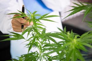 Portrait of scientist  checking hemp plants and cannabis flowers in a greenhouse. Concept of herbal alternative medicine, cbd oil, pharmaceptical industry. photo