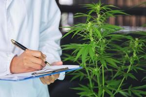 Marijuana research,  scientist checking and analizing hemp plants, signing the results with laptop in a greenhouse. Concept of herbal alternative medicine, cbd hemp oil, pharmaceutical industry photo