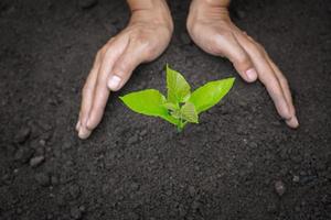 las manos de los jóvenes plantando las plántulas en el suelo. concepto del día mundial del medio ambiente. foto