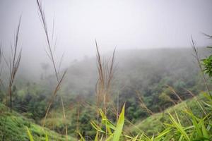 Landscape with the Heavy fog on Chang suek Hill the border between Thailand-myanmar near etong village Thongphaphum district kanchanaburi city Thailand. photo