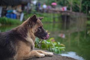 Cutie dog in Etong village at kanchanaburi city Thailand.Pilok mine The Old mine near the Thai-Myanmar border photo