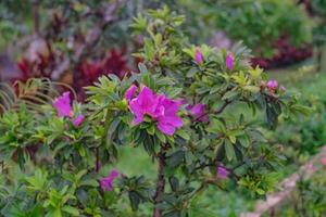 Azalea flowers in the village park photo