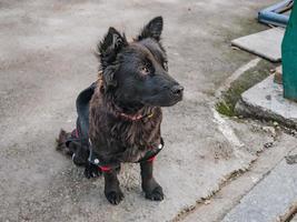 lindo perro de piel negra en la calle en la ciudad china de zhangjiajie. foto