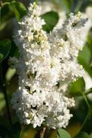 lila común, syringa vulgaris foto