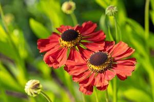 Helens Flower, Helenium photo