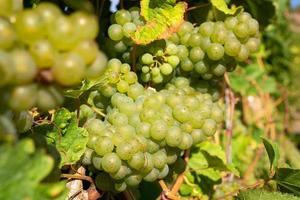 Common grape vine, Vitis vinifera photo