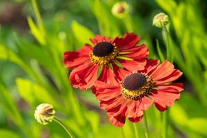 Helens Flower, Helenium photo