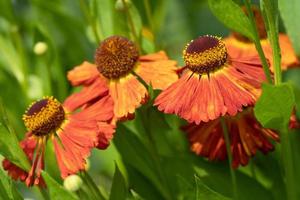 Helens Flower, Helenium photo