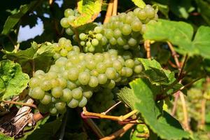 Common grape vine, Vitis vinifera photo