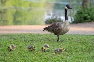 Canada goose, Branta canadensis photo