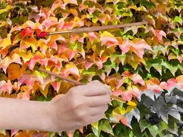 paintbrush paints leaves of ivy in autumn photo