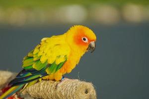 sol conure loro o pájaro hermoso en desenfoque naturaleza fondo aratinga solstitialis mascota exótica adorable foto