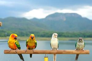 Green cheek small parrot of genus Pyrrhura sharp beak, sun conure Aratinga solstitialis 2 couple exotic pet adorable stand wood perch on sky mountain background photo