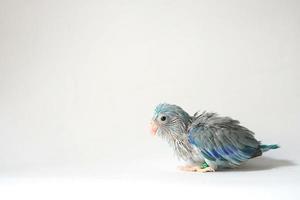 Forpus baby bird newborn Blue pied color 26 day old standing on white background, it is the smallest parrot in the world. photo