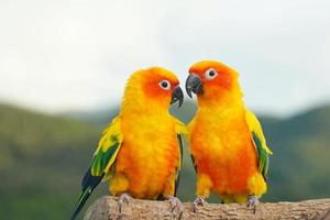 2 sol conure o pareja de pájaros hermosa, loro mirando a la cámara, tiene amarillo sobre fondo verde borroso aratinga solstitialis mascota exótica adorable foto