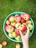 girl collects ripe apples in bucket in garden photo