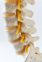 Close-up view of lumabar spine model photo