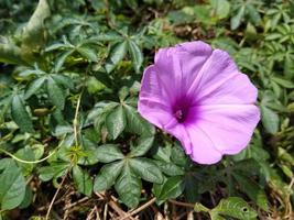 Tropical purple flower blooming in the sunny day. This photo can be used for anything related to nature, tropical, plant, garden, botanical