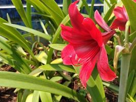 la flor de amarilis roja florece en el jardín. esta foto se puede usar para cualquier cosa relacionada con vivero, plantación, jardinería, parque, naturaleza, medio ambiente