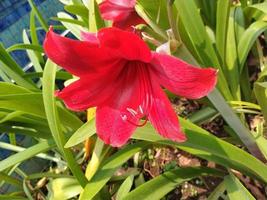Red Amaryllis Flower blooms in the garden. This photo can be used for anything related to nursery, plantation, gardening, park, nature, environment