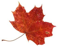 red brown fallen leaf of maple tree isolated photo