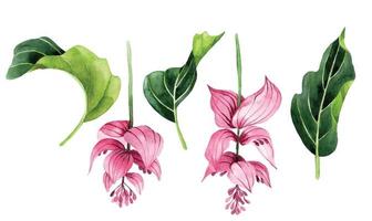 dibujo de acuarela. conjunto de hojas y flores tropicales medinilla magnifica hojas verdes y flores rosadas de la selva tropical aisladas sobre fondo blanco vector
