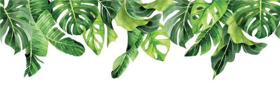 watercolor seamless border, tropical leaves banner. green leaves of palm, monstera, banana. frame vector