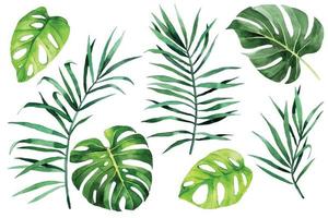 watercolor drawing. tropical leaves set. green leaves of palm, monstera, banana, rainforest plants vector