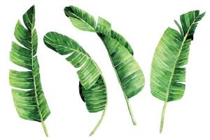 watercolor drawing. set of tropical leaves, banana leaves. jungle plants, clipart