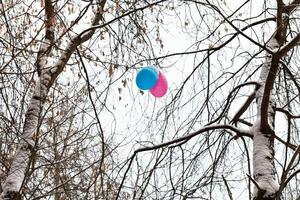 two balloons in branches of trees in winter photo
