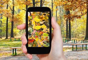 tourist taking photo of frozen leaves in woods