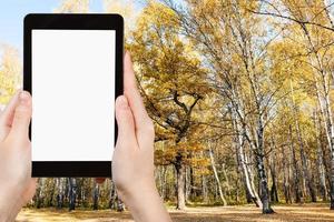 tablet pc y árbol amarillo en el bosque de otoño foto