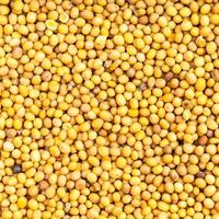 yellow seeds of brassica juncea mustard close up photo