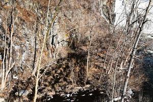 bare trees in mountain river photo