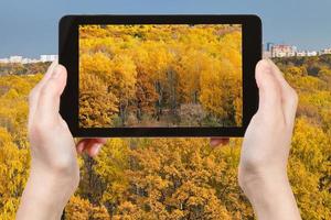 tourist photographs of yellow autumn forest photo