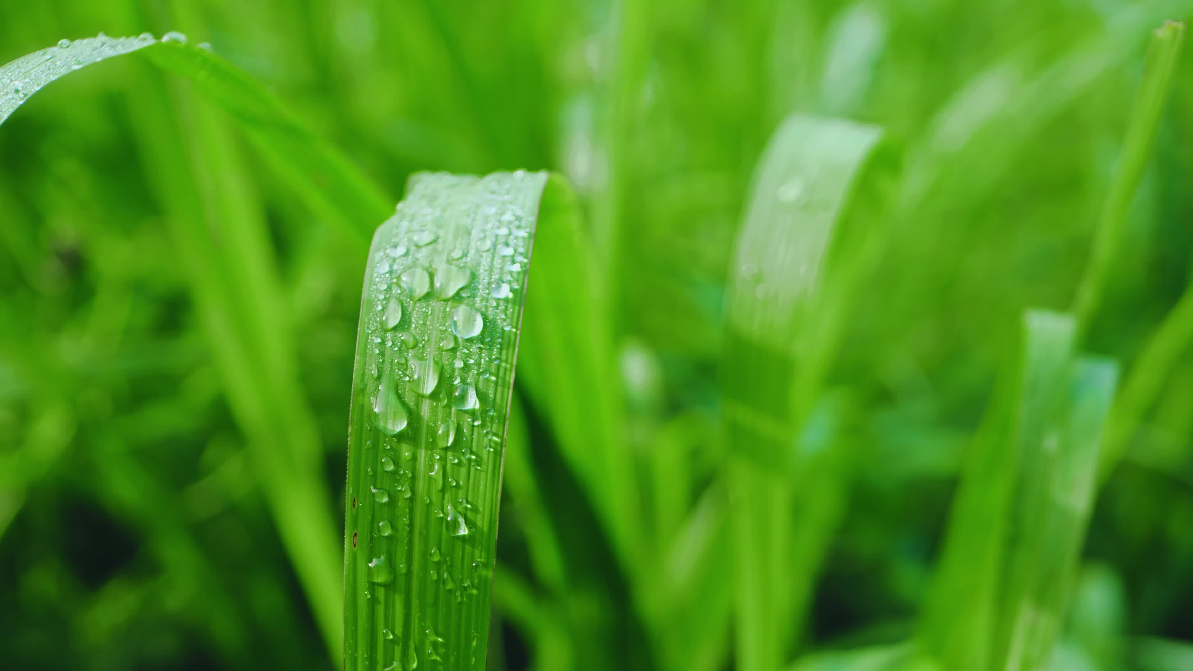 water droplets on grass and leaves in rainy season 11440654 Stock Video