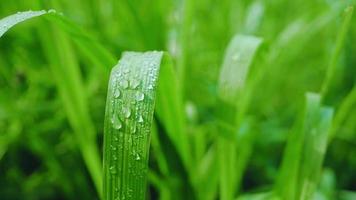 gotas de agua sobre la hierba y las hojas en la temporada de lluvias video