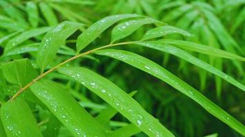 gotas de água na grama e folhas na estação chuvosa video