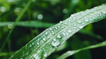 Wassertropfen auf Gras und Blättern in der Regenzeit video