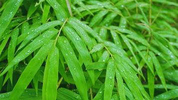 water droplets on grass and leaves in rainy season video