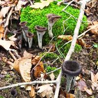 hongos craterellus cornucopioides foto