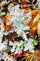 senecio cineraria plant and leaf litter photo