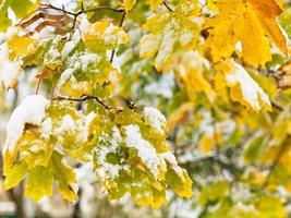 first snow on yellow leaves of maple tree close up photo