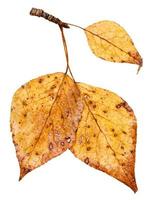 branch with yellow autumn leaves of poplar tree photo