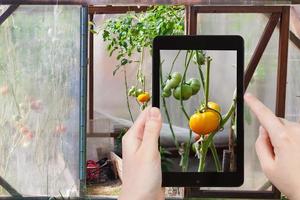 turista toma una foto de tomates verdes