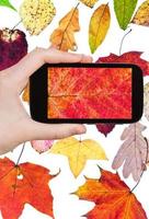 tourist photographs of fallen autumn leaves photo