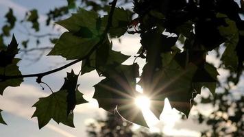 zon lens fakkels door glimmend gebladerte in herfst shows zon stralen en zon balken met groen bladeren en schoon lucht Aan een wandelen door Woud in laat zomer avond met esdoorn- bladeren gloeiend in zon achtergrondverlichting video
