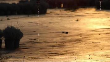 le système d'irrigation goutte à goutte avec l'eau goutte à goutte de l'arroseur sur les terres agricoles avec des plantes cultivées au coucher du soleil du soir montre la pénurie d'eau et la sécheresse comme danger météorologique extrême pour la récolte agricole video