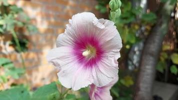 malva blooms och svajar i de vind. rosa blomma i de trädgård video